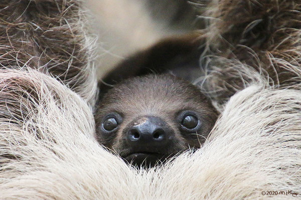 ナマケモノの赤ちゃん