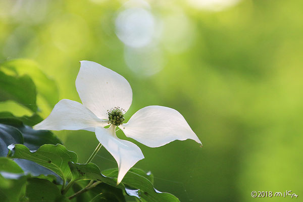 ヤマボウシの花①