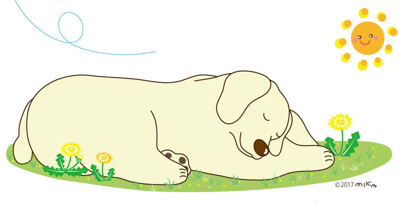 お昼寝しているラブラドル