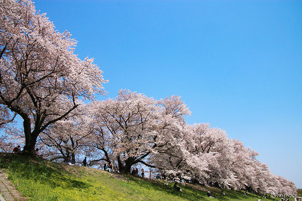 京都の桜