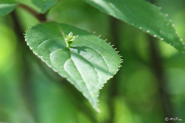 ハナイカダの雌花（六甲高山植物園）