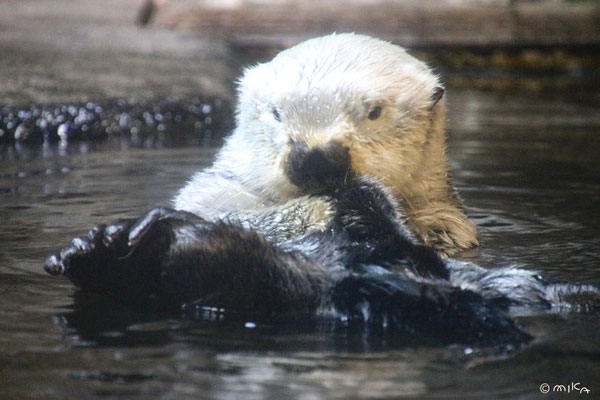 ラッキー（神戸市立須磨海浜水族園のラッコのオス）