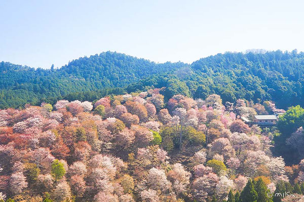 中千本より眺める吉野山の桜
