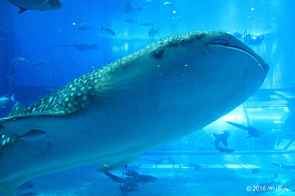 ジンベエザメ（美ら海水族館）