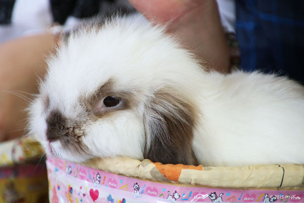 耳が垂れたウサギ（神戸市立王子動物園）