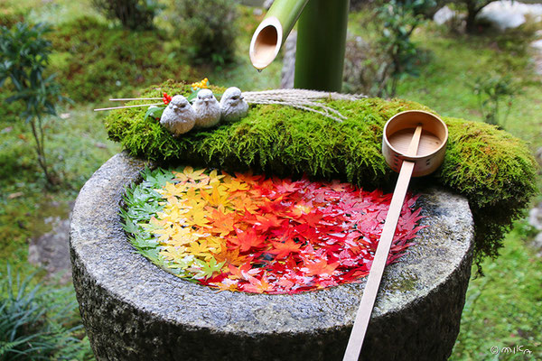 モミジのグラデーションの花手水（柳谷観音 楊谷寺）