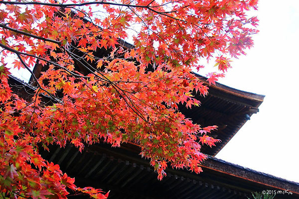 常寂光寺 多宝塔