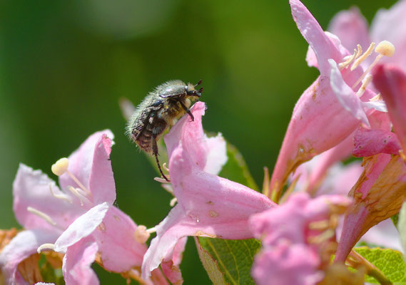 Am Weigelien-Busch auch zu finden: ein Trauer-Rosenkäfer. Foto: Sandra Borchers