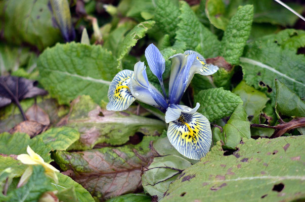 Eine Iris?! Im Februar?! Foto: Sandra Borchers