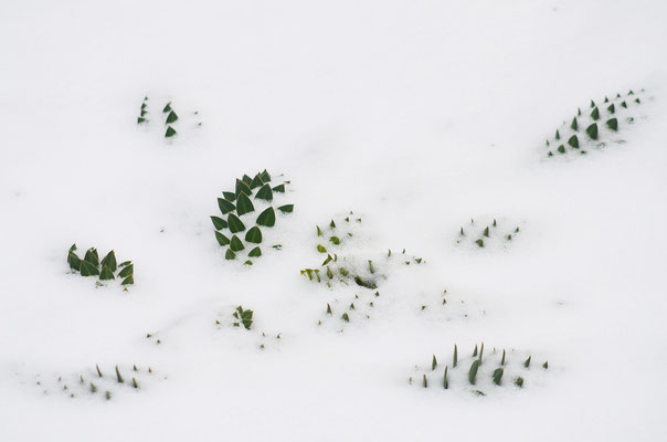 Reptilien im Schnee!? ;-) Foto: Sandra Borchers