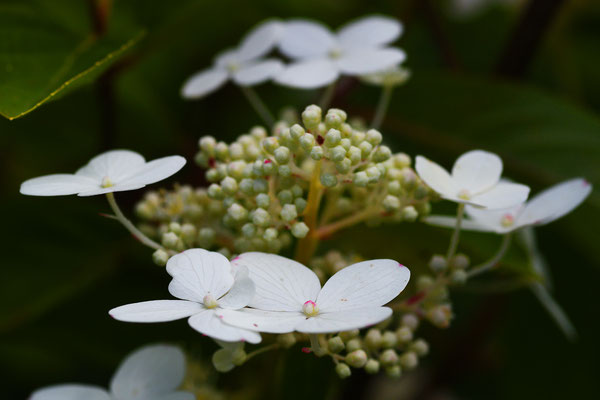 Hortensie; Foto: Sandra Borchers