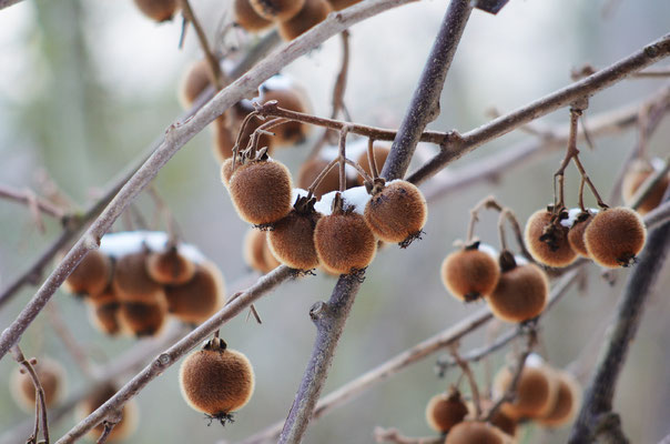 Vergessene Kiwis...Foto: Sandra Borchers