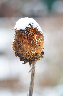 Ein paar Sonnenblumenkerne sind noch im Angebot! Foto: Sandra Borchers