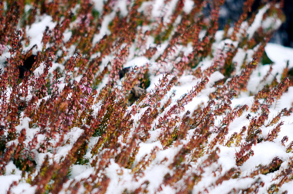 Die Heide bringt noch einige Farbtupfer in den Schnee. Foto: Sandra Borchers