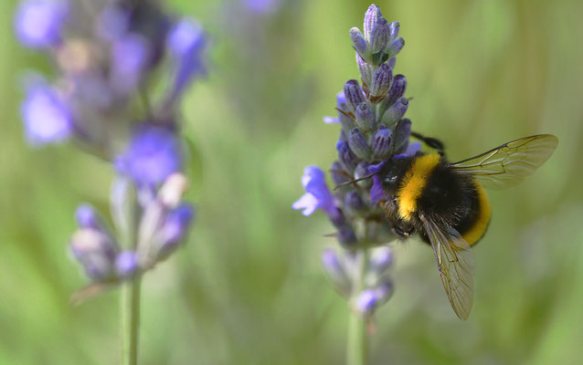 Hummel am Lavendel II;  Foto: Sandra Borchers