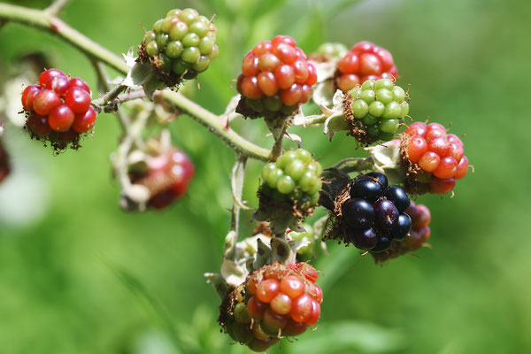 Brombeeren; Foto: Sandra Borchers