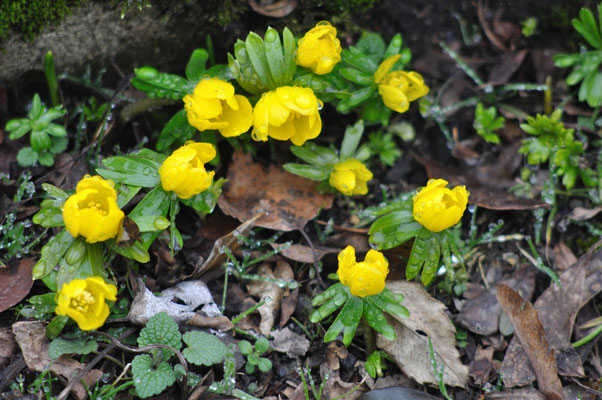 Winterlinge; Foto: Sandra Borchers