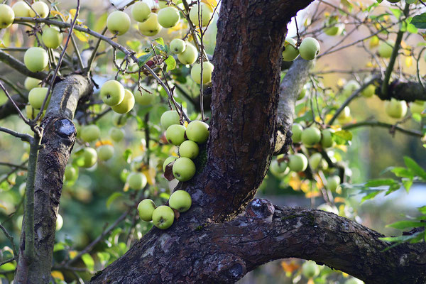 Apfelbaum 2 -  Foto: Sandra Borchers