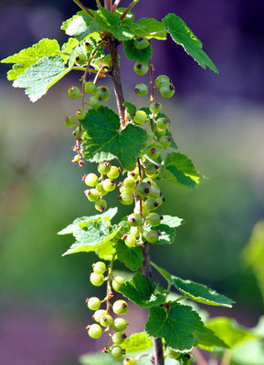 (Noch nicht) rote Johannisbeeren - Foto: Sandra Borchers