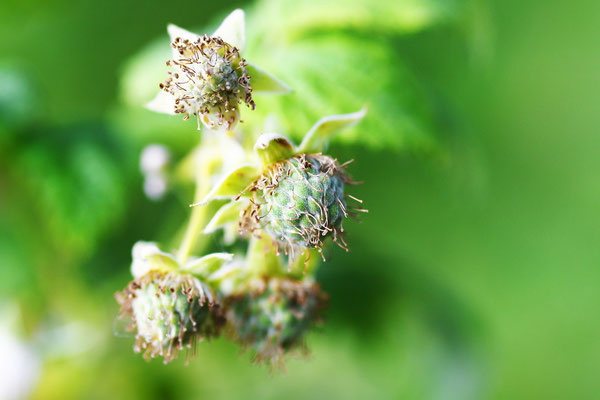 Himbeeren. Foto: Sandra Borchers