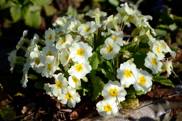 Auch die Primeln stehen schon in voller Blüte. Foto: Sandra Borchers