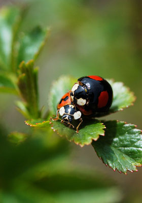 Diese zwei gibt's deutlich häufiger: Marienkäfer sind im Garten immer gern gesehen! Foto: Sandra Borchers