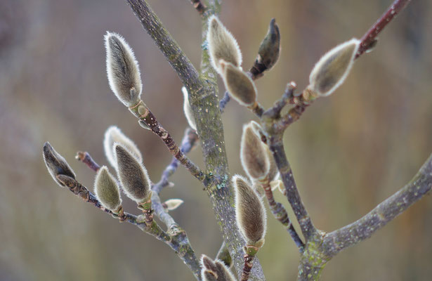 Ob die Stern-Magnolie dieses Jahr wohl noch blüht? Foto: Sandra Borchers