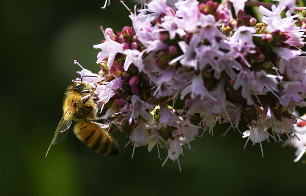 Biene im rosa blühenden Oregano; Foto: Sandra Borchers