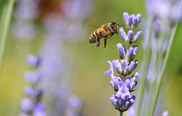 Biene am Lavendel I; Foto: Sandra Borchers