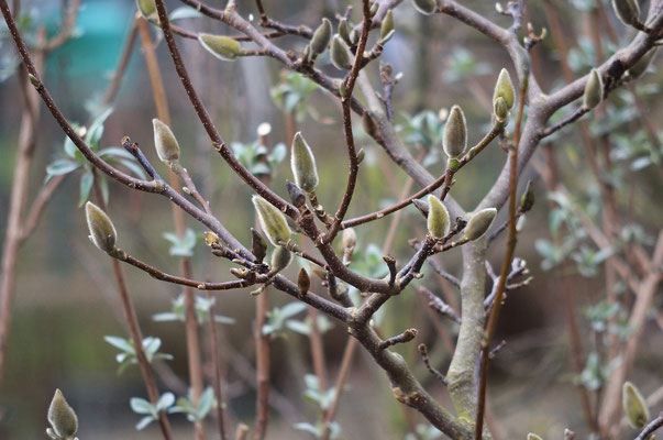 Die Magnolien stehen in den Startlöchern - na dann hoffen wir mal für sie, dass es keinen starken Frost mehr gibt! Foto: Sandra Borchers