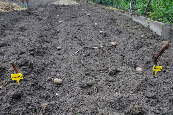 Vorher: Die Kartoffeln werden einfach AUF die Erde gelegt...Foto: Sandra Borchers