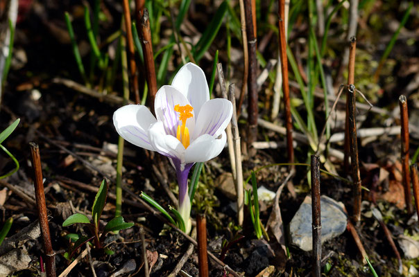 Krokusse überall! Erst einer...Foto: Sandra Borchers