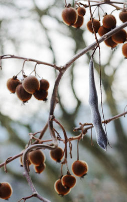 Kiwi trifft Samen des Blauregen - Vorsicht: giftig! Foto: Sandra Borchers