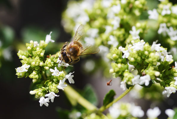 Biene im weiß blühenden Oregano;  Foto: Sandra Borchers