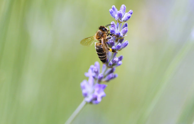 Biene am Lavendel III; Foto: Sandra Borchers