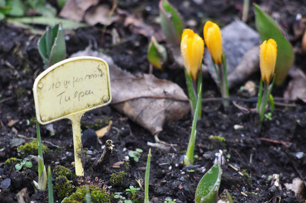 Die Tulpen sind zwar noch nicht da, aber die Krokusse halten die Stellung! Foto: Sandra Borchers