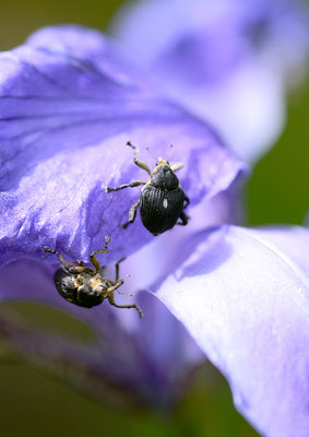 Rüsselkäfer auf der Iris Foto: Sandra Borchers