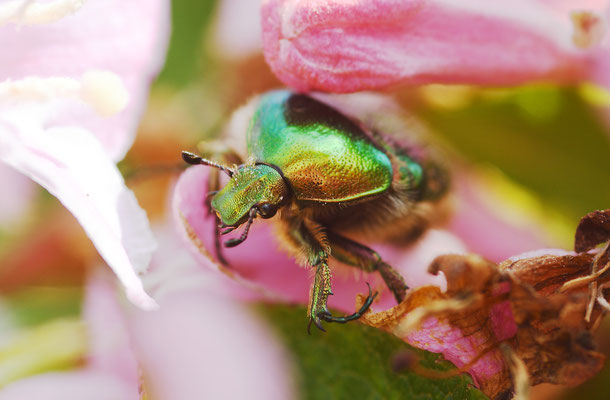 Ein Goldglänzender Rosenkäfer, in Deutschland gehört er zu den geschützten Käferarten und wurde zum Insekt des Jahres 2000 gewählt. Foto: Sandra Borchers