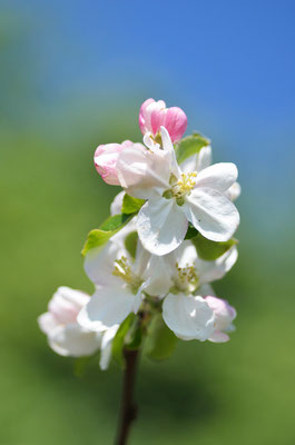 Die meisten Obstbäume sind mit der Blüte schon durch, vereinzelt blühen aber noch späte Apfelsorten. Foto: Sandra Borchers 