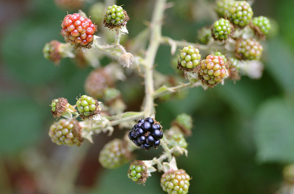 "Echte" Brombeere (mit Stacheln!) Foto: Sandra Borchers