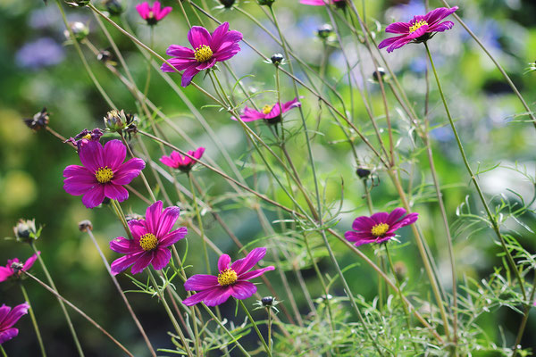 Cosmea - Foto: Sandra Borchers