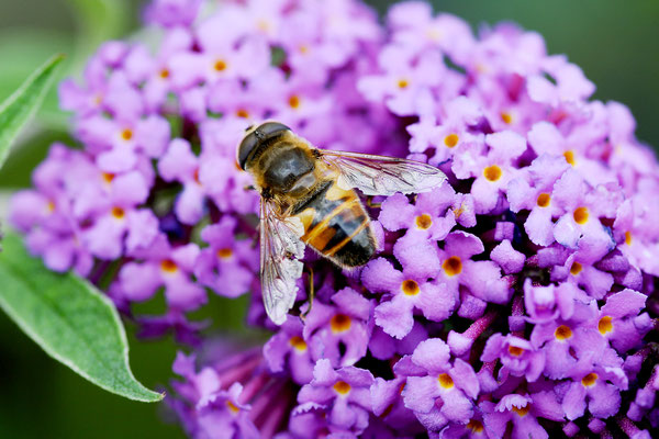 Schwebfliege am Sommerflieder; Foto: Sandra Borchers