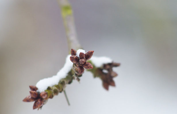 Knospen am Kirschbaum - noch gut geschützt vor der Kälte! Foto: Sandra Borchers