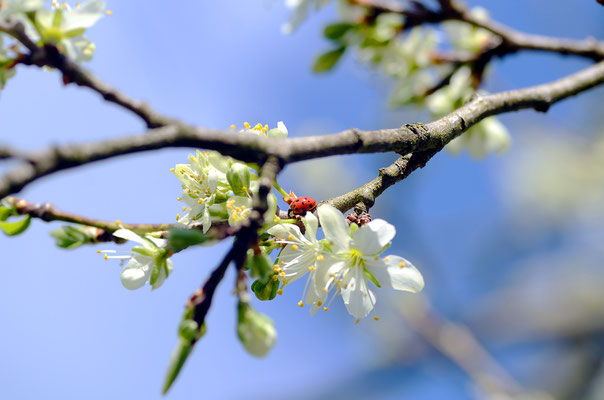 Die Marienkäfer haben am Zwetschenbaum einiges zu tun...Foto: Sandra Borchers