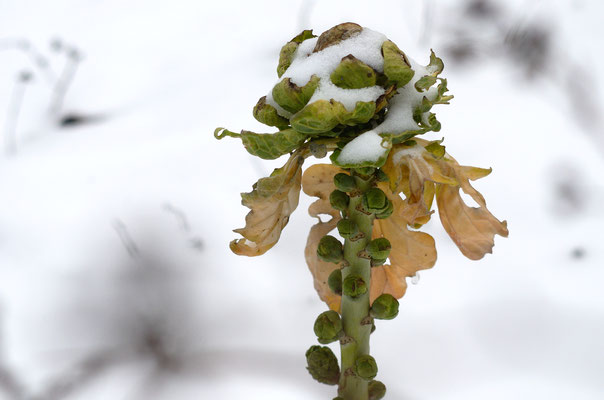 Rosenkohl. Foto: Sandra Borchers