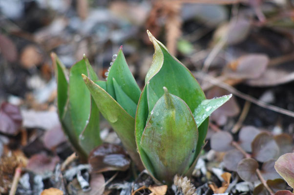 Ein Hauch von Tulpe; Foto: Sandra Borchers