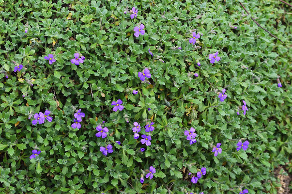 Vereinzelt blühen die Blaukissen schon (eigentlich erst ab April...)! Foto: Sandra Borchers