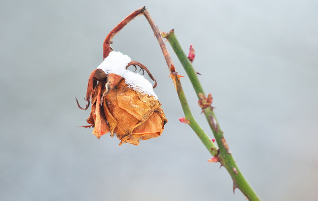 Eine "Eisrose" - wer weiß, welches Marienkäferchen hier überwintert...Foto: Sandra Borchers