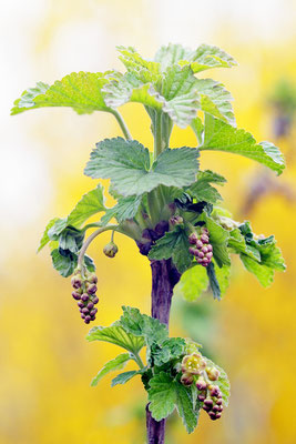 Nein, keine Weintrauben, sondern rote Johannisbeeren, kurz vor der Blüte. Foto: Sandra Borchers