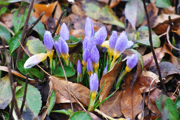 Frühe Krokusse; Foto: Sandra Borchers